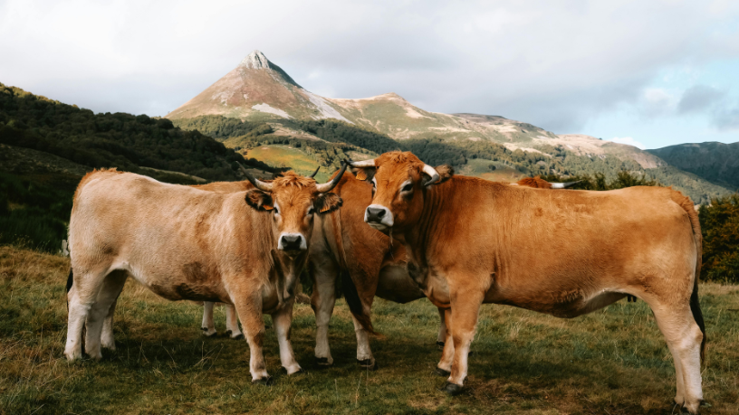 Entenda, com a visão de João Eustáquio De Almeida Junior, de que forma a pecuária aliada à expansão territorial impulsiona o crescimento e a inovação nos negócios.